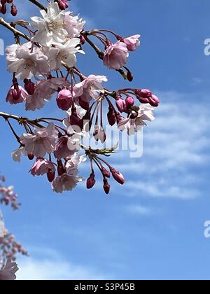 La cerise pleurante fleurit au printemps dans l'Utah, aux États-Unis, contre un ciel bleu vif et ensoleillé. Banque D'Images