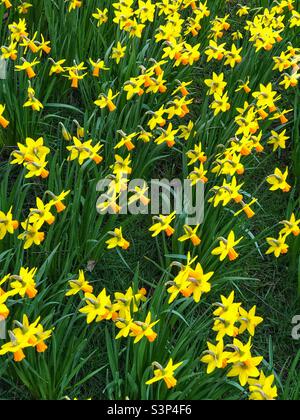 Les jonquilles en fleurs Banque D'Images