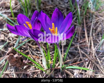 Le crocus de printemps fleurit avec des étamines jaunes, d'où Saffron est rassemblé Banque D'Images