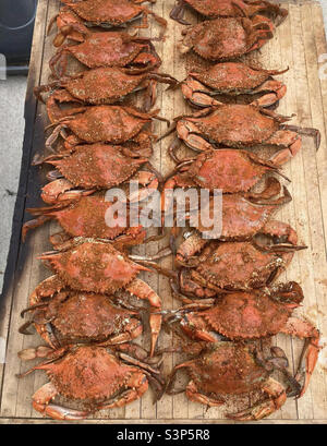 De magnifiques crabes bleus de Chesapeake Bay cuits à la vapeur ! Banque D'Images