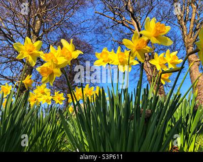 Les jonquilles en fleurs Banque D'Images