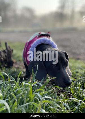 Ressort miniature de chien de chien de cachshund de Billie Reynolds Banque D'Images