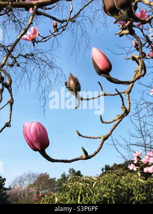 Magnolia Campbellii - “Charles Raffill” avec bourgeons printaniers Banque D'Images