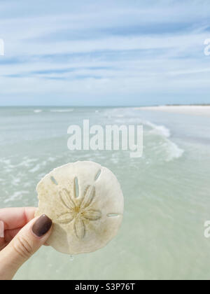 Main tenant Sand Dollar sur la plage Banque D'Images