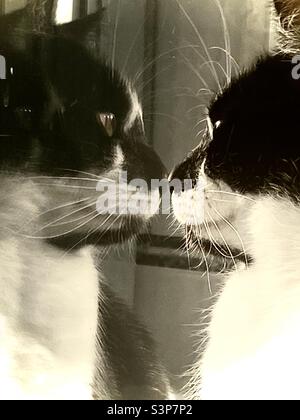 Chat mâle regardant la réflexion de lui-même dans la fenêtre. Banque D'Images
