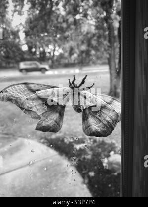 Un grand papillon sur ma porte d'entrée a traversé la fenêtre. C'était un jour pluvieux et une voiture passe à l'arrière-plan. Noir et blanc. Banque D'Images