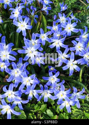 Gloire de la neige, Chionodoxa Forbesii en floraison printanière Banque D'Images