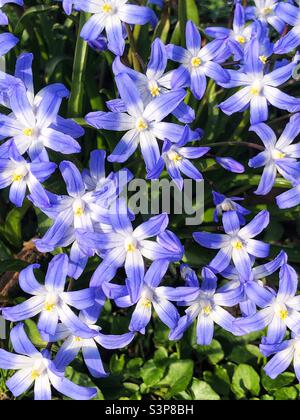 Gloire de la neige, Chionodoxa Forbesii en floraison printanière Banque D'Images