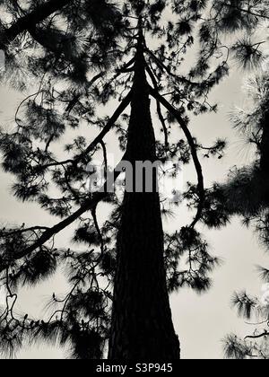 arborescence ? Je ne suis pas un arbre! Je suis un ent. Arbre dansant dans le vent. Banque D'Images