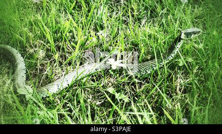 Couleuvre d'herbe sauvage (Natrix helvetica) également connue sous le nom de serpent annelé et serpent d'eau. Angleterre Royaume-Uni. Grunge l'image. Banque D'Images