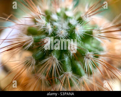 Cactus à coussin épineux Banque D'Images