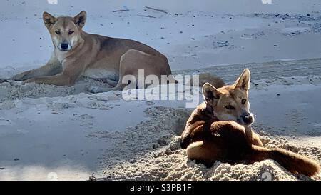 Dingos de l'île Fraser. Banque D'Images