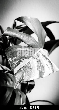 Gouttelettes d'eau sur une feuille de monstère variagata - plante du foyer - détail - noir et blanc Banque D'Images