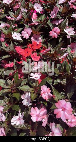 Fleurs d'Impatiens hawkeri roses - impatiens de Nouvelle-Guinée - arrière-plan Banque D'Images