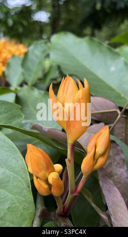 Saraca plonge Pierre. Gros plan de bourgeons floraux jaunes, prêts à fleurir, entourés de feuilles vertes luxuriantes, montrant une énergie vibrante et une anticipation de la beauté. Banque D'Images