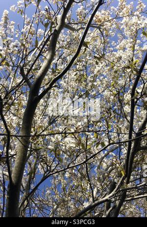Amelanchier fleurit sur l'arbre au printemps Banque D'Images