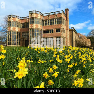 Astley Hall et jonquilles à Astley Park, Chorley. La salle a été restaurée à son ancienne gloire en supprimant le rendu qui couvrait le briquetage original Banque D'Images