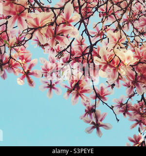Un magnifique magnolia en pleine fleur Banque D'Images