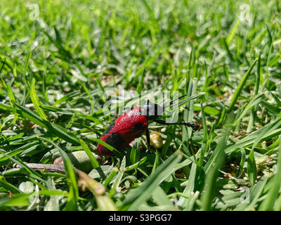 Étrange insecte dans le jardin d'une maison Banque D'Images