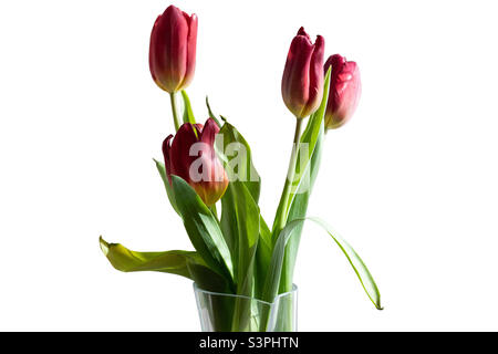 Bouquet de tulipes rouges dans un vase sur fond blanc isolé Banque D'Images