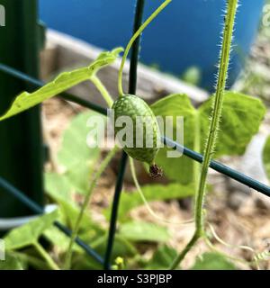 Corerkine aigre mexicaine (cucamelon) poussant sur un treillis. Banque D'Images