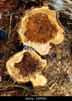 Dommages aux termites visibles dans la coupe transversale de deux billes provenant d'un arbre fraîchement abattu, Ontario, Canada. Toujours à l'endroit où il s'est développé. Banque D'Images