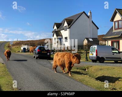 Troupeau de vaches des Highlands marchant le long de la rue à Fionnphort, île de Mull, Écosse Banque D'Images