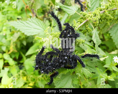 Chenilles de papillons à l'œil de paon noir (Aglais io, anciennement Inachis io) en gros plan assis sur des orties Banque D'Images