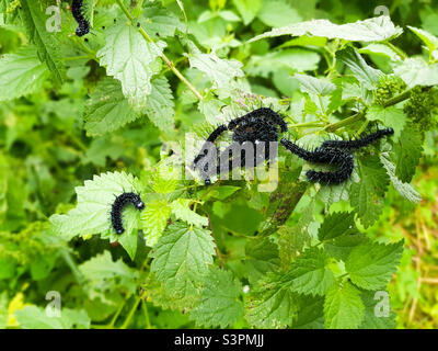 Chenilles de papillons à l'œil de paon noir (Aglais io, anciennement Inachis io) en gros plan assis sur des orties Banque D'Images