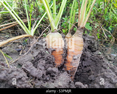 La carotte de semence (Daucus carota subsp. Sativus) pousse sur un lit dans un champ agricole Banque D'Images