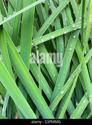 Arrière-plan de fleur hemerocallis fulva herbe gros plan. La rosée tombe sur l'herbe hemerocallis fulva Banque D'Images