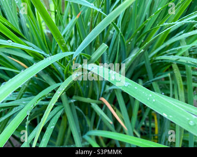 Arrière-plan de fleur hemerocallis fulva herbe gros plan. La rosée tombe sur l'herbe hemerocallis fulva Banque D'Images