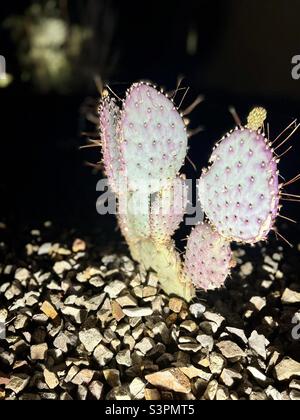 Le cactus de poire pickly de Santa Rita s'est allumé la nuit en Arizona. Banque D'Images