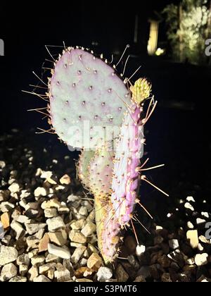 Santa Rita pickly cactus poire dans la nuit de l'Arizona. Opuntia santa-rita Banque D'Images