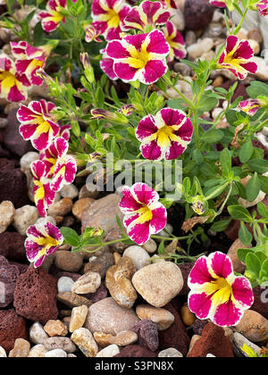 Jolies fleurs de Calibrachoa dans un jardin extérieur Banque D'Images