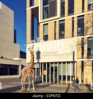 Girafe urbaine en face du bâtiment Dugald Stewart de l'Université d'Édimbourg. Composite photo créé avec l'application Urban Jungle photo Editing Banque D'Images