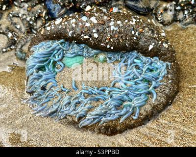 Une anémone de mer bleu clair à une piscine à marée à Butterfly Beach à Montecito, comté de Santa Barbara, Californie États-Unis Banque D'Images