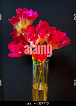 Freesia rouge carmin dans un vase en verre Banque D'Images