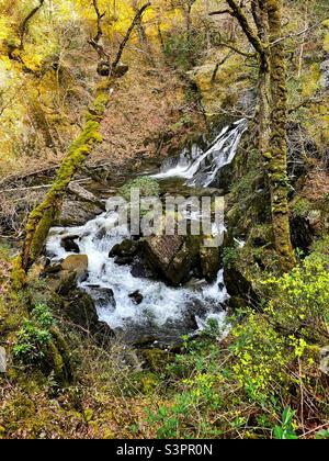 La base des cascades du pont Devil's au fond de la gorge du Rheidol, Ceredigion, pays de Galles. Banque D'Images