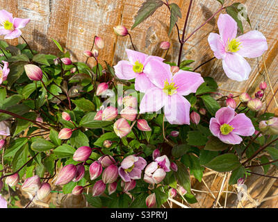 Clematis Montana en pleine floraison au printemps. Il a de belles fleurs roses et beaucoup de bourgeons non ouverts. Banque D'Images