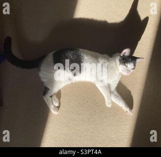 Chat et ombre, photo prise sous un angle élevé Banque D'Images
