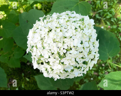 La floraison d'Hydrangea arborescens. Vue rapprochée de l'arbre d'Hydrangea Banque D'Images