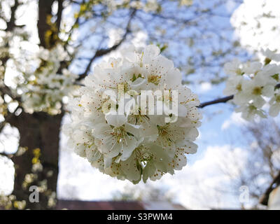 Le cerisier est en pleine fleur. Cerisiers en fleurs dans un petit groupe de blanc. Cerisiers en fleurs blancs en gros plan Banque D'Images