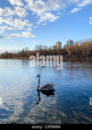 La famille de cygnes nage sur le fleuve Banque D'Images