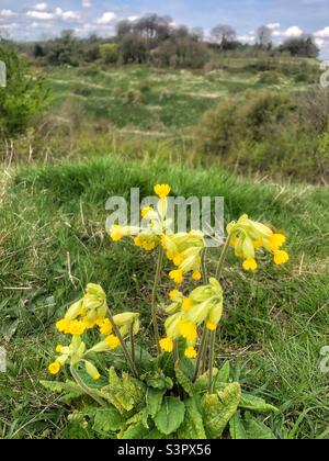 Cowslip flowers (Primula Veris) Winchester, Hampshire, Royaume-Uni Banque D'Images