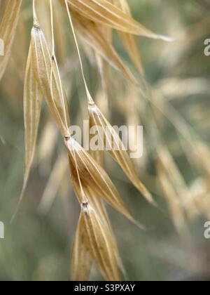 Gros plan sur l'avoine sauvage Banque D'Images