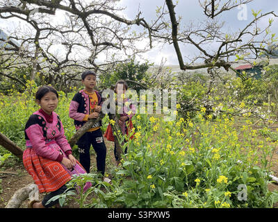 Bébés des Highlands dans des jardins fleuris Banque D'Images