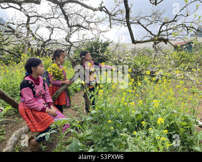 Bébés des Highlands dans des jardins fleuris Banque D'Images