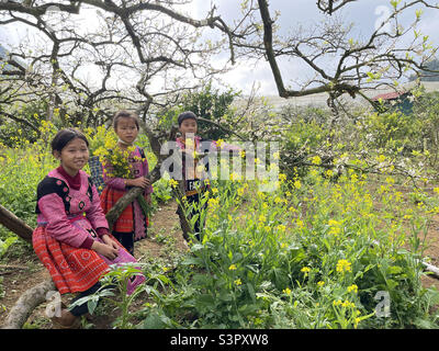 Bébés des Highlands dans des jardins fleuris Banque D'Images