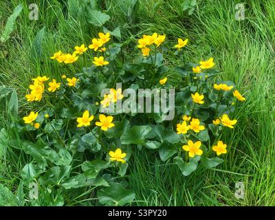 Fleurs Marsh-marigold (Maltha palustris) Lakeside Country Park Eastleigh Hampshire Royaume-Uni Banque D'Images